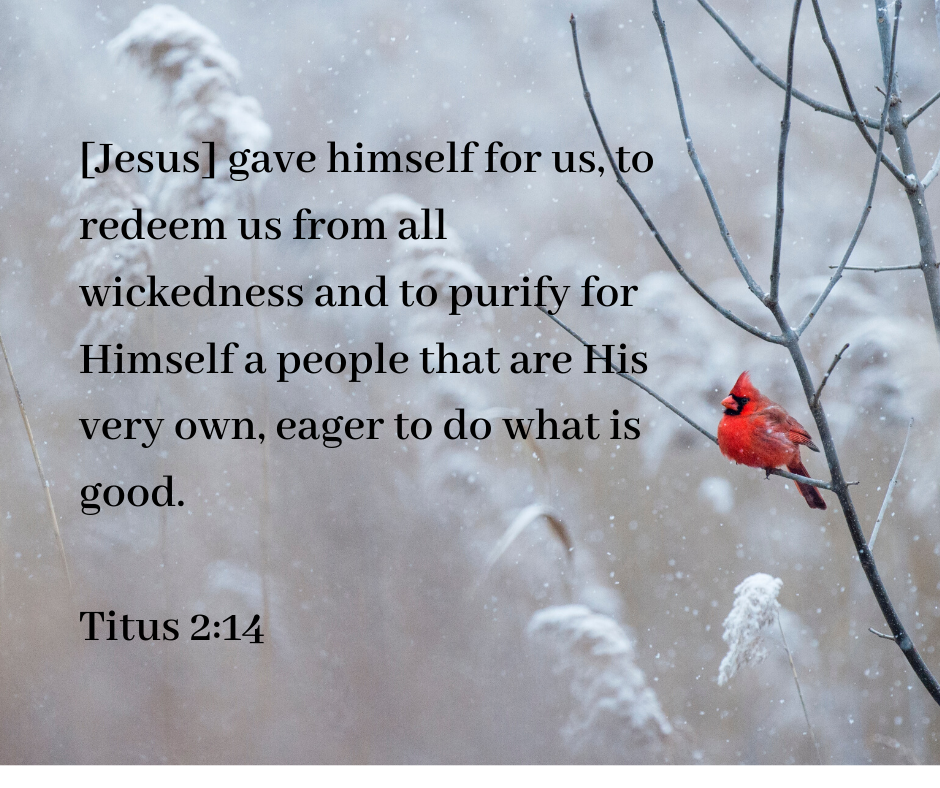 A red cardinal perches on a branch in a winter scene. Text on the photo reads: "esus-gave-himself-for-us-to-redeem-us-from-all-wickedness-and-to-purify-for-himself-a-people-that-are-his-very-own-eager-to-do-what-is-good—Titus-2:14