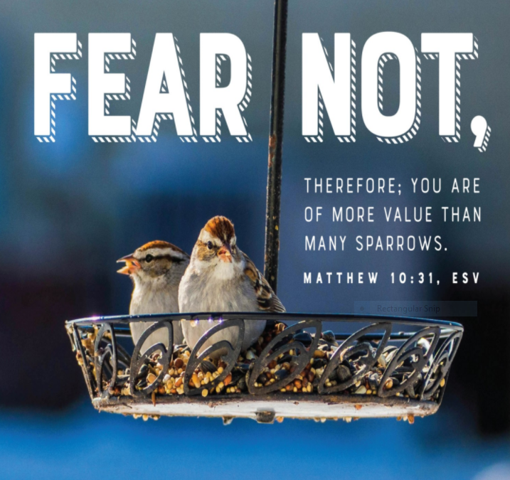 A bird feeder with two small birds in it. The text of Matthew 10:31 is seen: "Fear not, therefore; you are of more value than many sparrows."