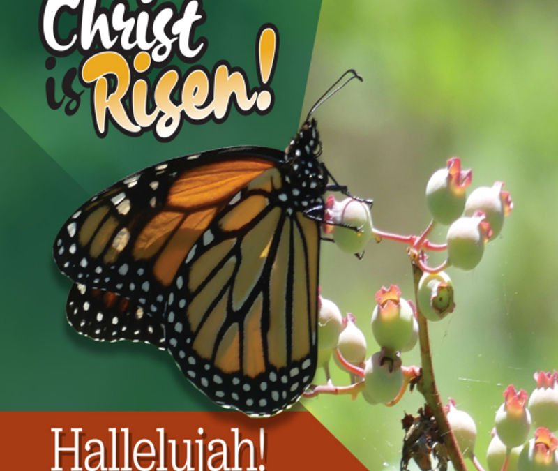 A monarch butterfly perches on a flowering plant. Above it in white and orange are the words "Christ is Risen!" Below it is "Hallelujah!"