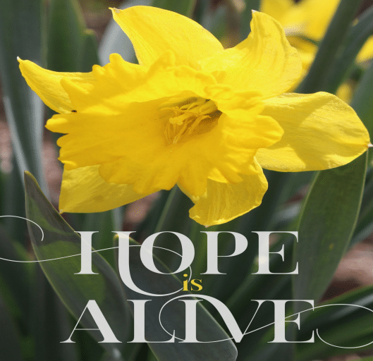 a photo of a large yellow daffodil. Below it in white script are the words "Hope is Alive".
