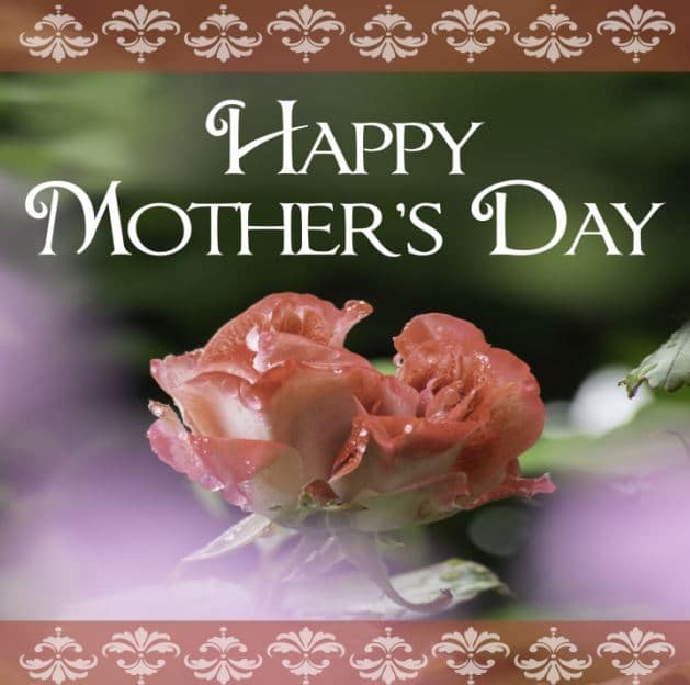 A vignette of a pink rose with red coloring at the end of it petals. The Words "Happy mothers Day" are in large white letters, and red bands at the top and bottom include vaguely floral designs in off-white.