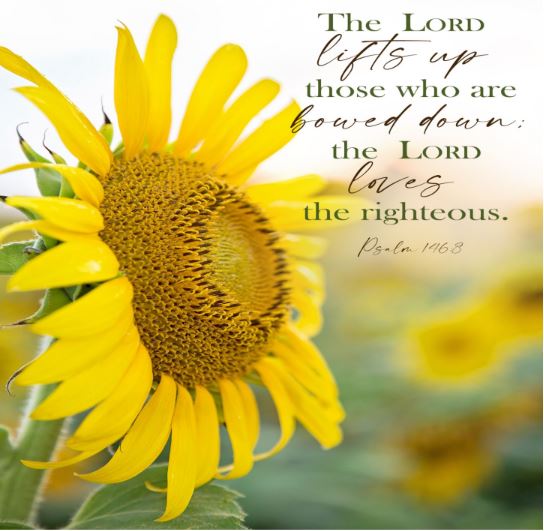 A closeup of a bright sunflower in a field. In script writing, we see the words of Psalm 146, verse 8: The Lord gives sight to the blind, the Lord lifts up those who are bowed down, the Lord loves the righteous.