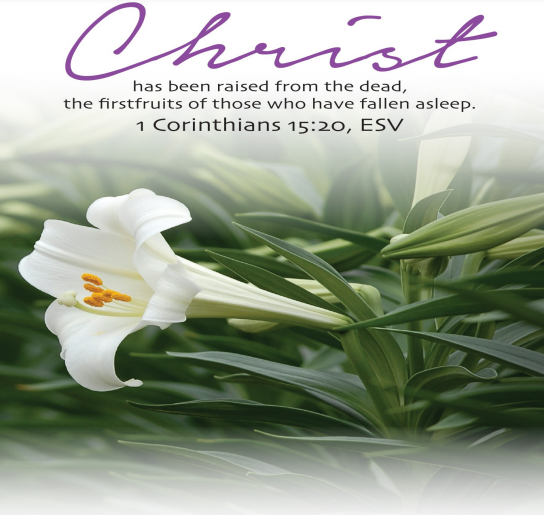 A photo of a white lily. Above it are the words of 1 Corinthians 15:20, with "Christ" in large purple script and the rest in conventional black text: "Christ has been raised from the dead, the firstfruits of those who have fallen asleep."